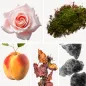 Preview: Duftnoten: Rose, Moos, Pfirsich, Patschuli, Moschus Preview: Duftnoten: Rose, Moos, Pfirsich, Patschuli, Moschus
